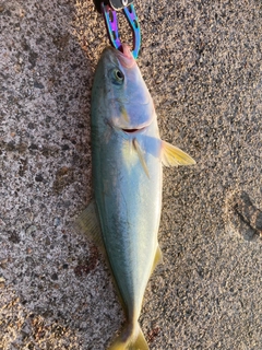ツバイソの釣果