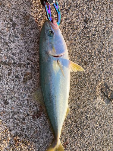 ツバイソの釣果