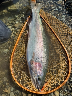 ニジマスの釣果