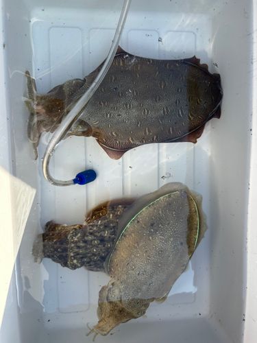 コウイカの釣果
