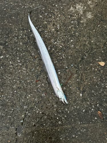 タチウオの釣果