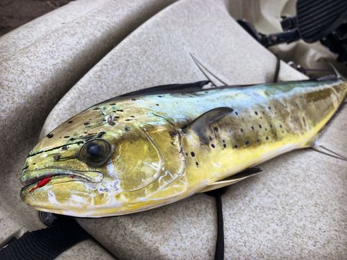シイラの釣果