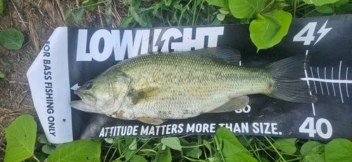ブラックバスの釣果