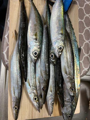 サゴシの釣果