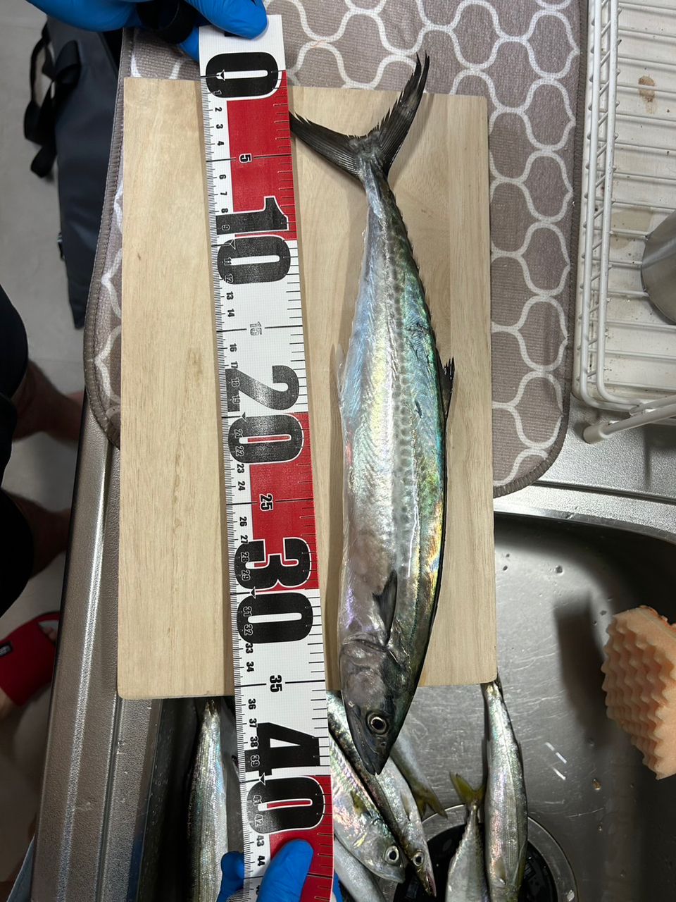 Ryuya@Aichi_anglerさんの釣果 2枚目の画像