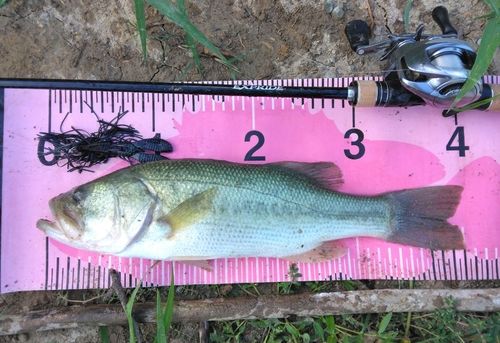 ブラックバスの釣果