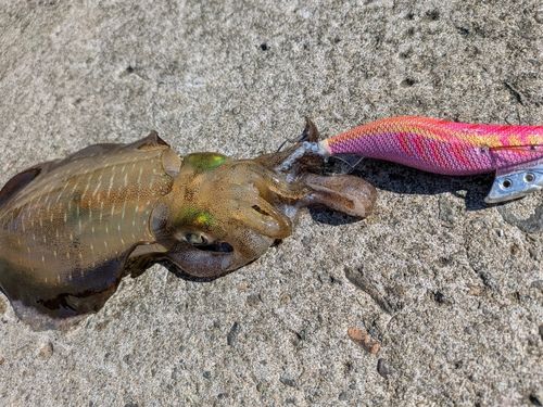 アオリイカの釣果