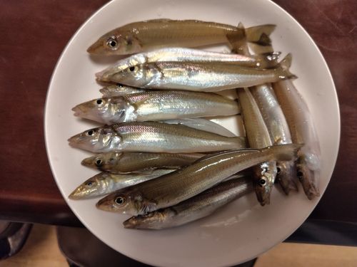 キスの釣果