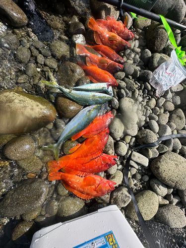 アカハタの釣果