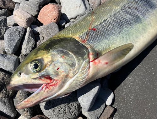 アキアジの釣果