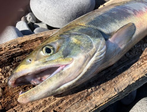 アキアジの釣果
