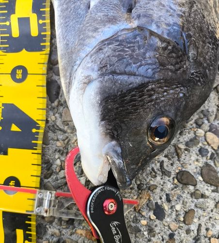 チヌの釣果