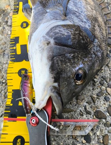 チヌの釣果