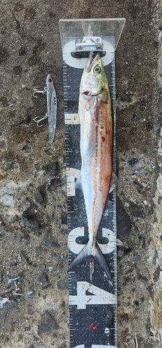 サゴシの釣果
