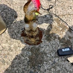 アオリイカ