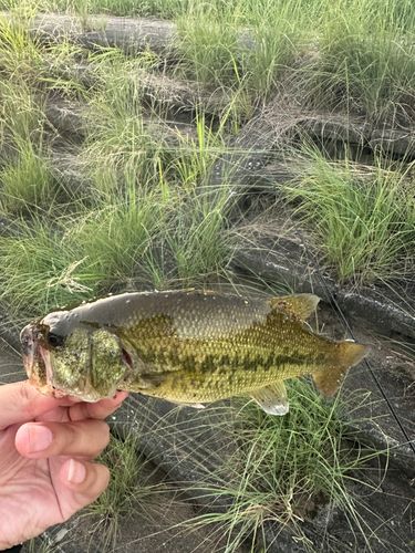 ラージマウスバスの釣果