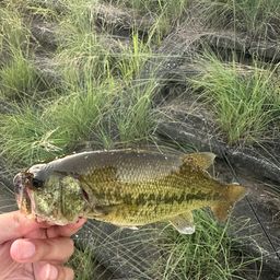 ラージマウスバス