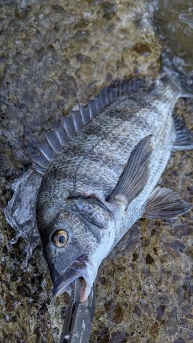 チヌの釣果