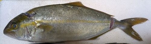 シオの釣果