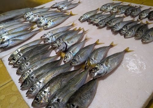 マアジの釣果