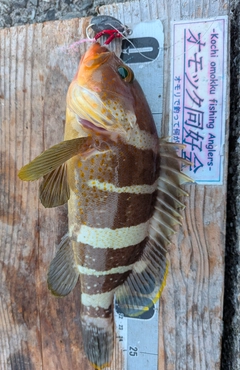 アオハタの釣果