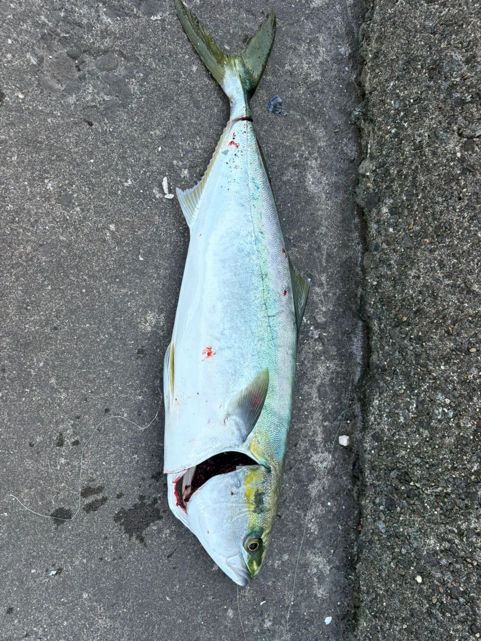 オーバーゼアグランデ 100MH ショアジキング オーバーゼアグランデ【インプレ】ダイワの人気ショアジギング