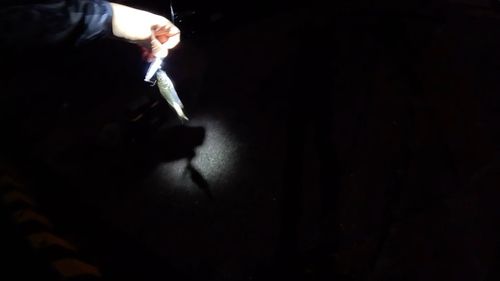 セイゴ（マルスズキ）の釣果