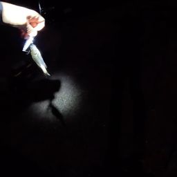 セイゴ（マルスズキ）