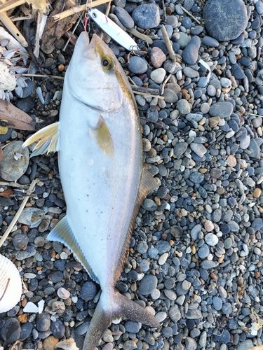 ショゴの釣果