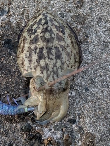 モンゴウイカの釣果