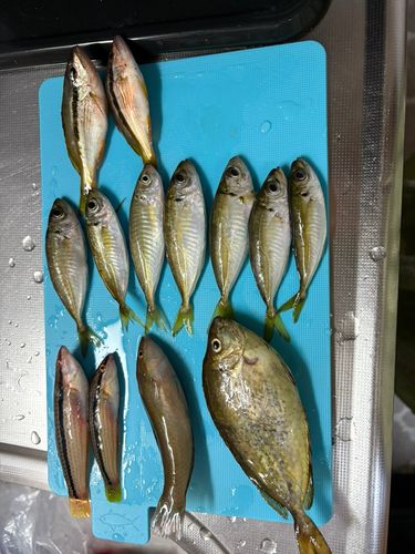 アジの釣果