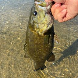 スモールマウスバス