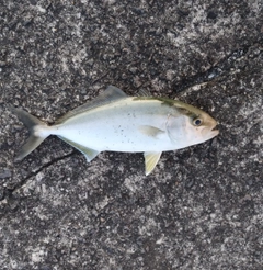 ネリゴの釣果