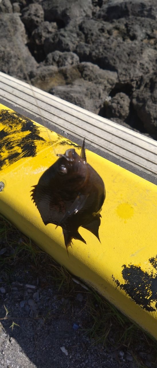 クロスズメダイ