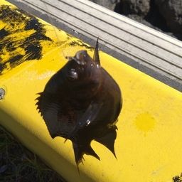 クロスズメダイ