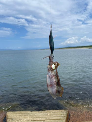 網代浜海水浴場