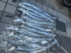 タチウオの釣果