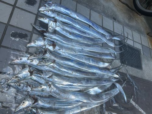 タチウオの釣果