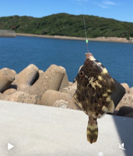 カワハギの釣果