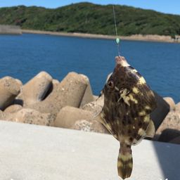 カワハギ