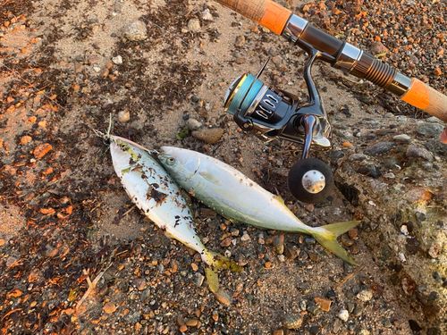 ツバイソの釣果