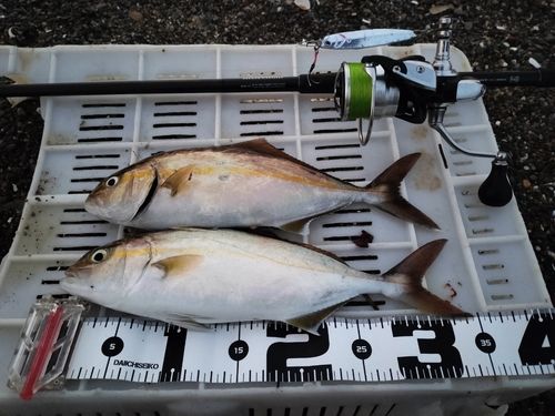 ショゴの釣果