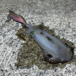 アオリイカ