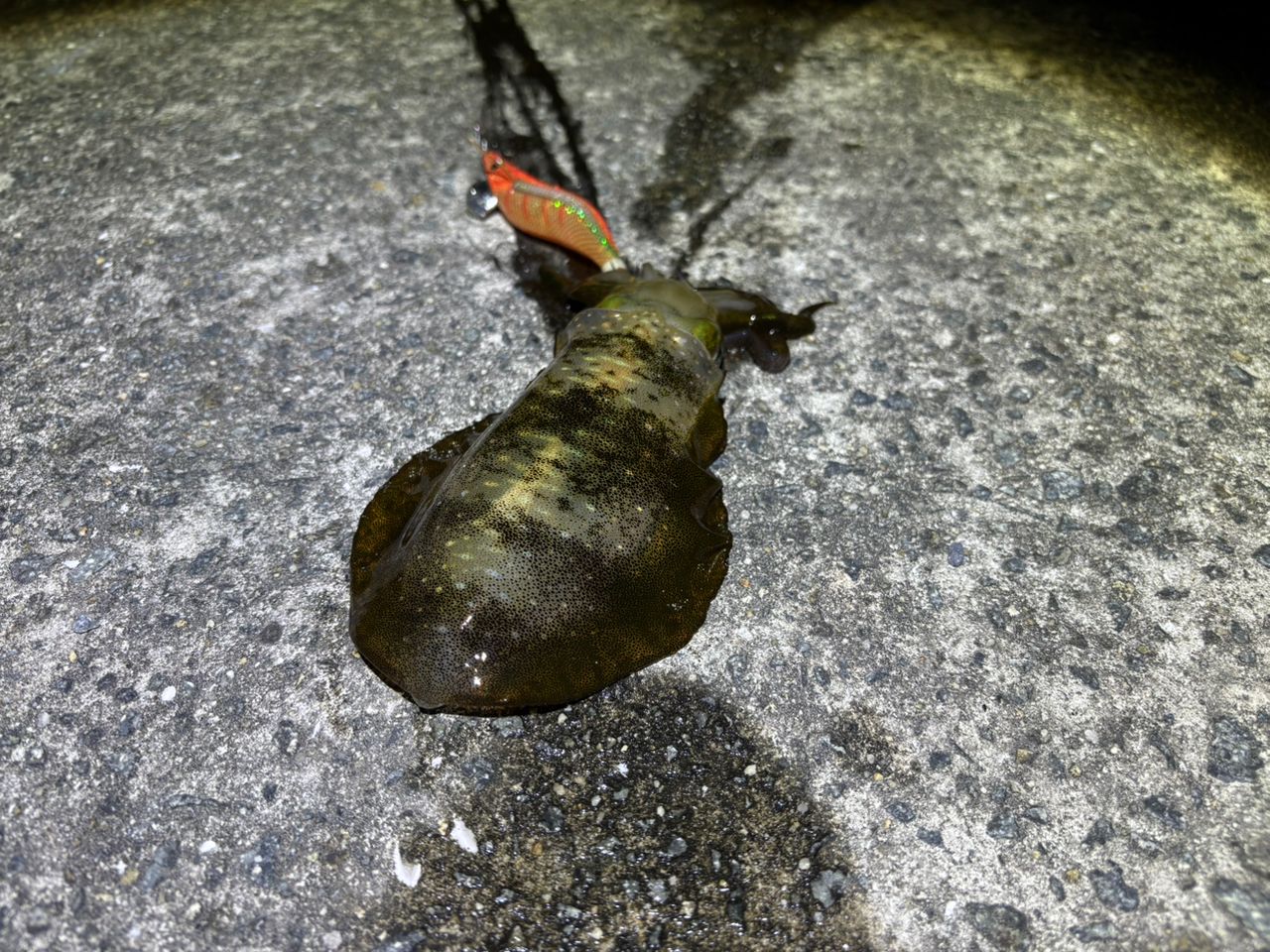 アオリイカ
