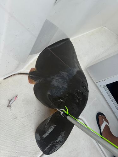 ツバクロエイの釣果