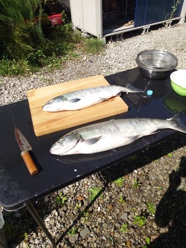 アキアジの釣果