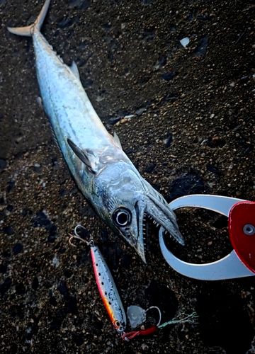 サゴシの釣果