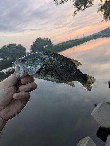 釣果