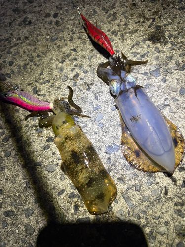 アオリイカの釣果