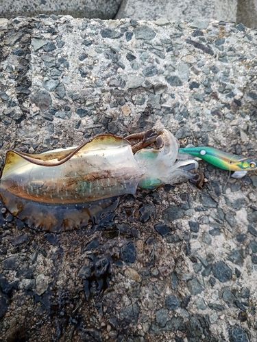 アオリイカの釣果